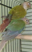 Pair-Blue Pineapple & Pineapple Conures-Proven