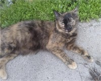 Female-Domestic Cat-Torti, showing belly, 3 years