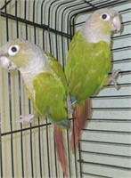 Pair-Pineapple Conures-Proven, Euro Import