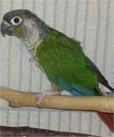 Unsexed-Yellowsided Conure