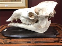 Edwardian Mounted Camel Skull,