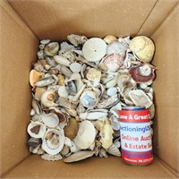 Huge Box of Seashells 14 lbs.