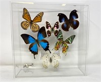 Signed Butterfly display in acrylic frame