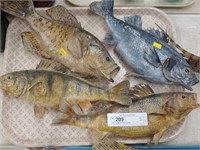 (4) Taxidermy Perch Fish