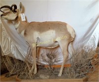 Life-Size Mount,  Non-Typical Pronghorn