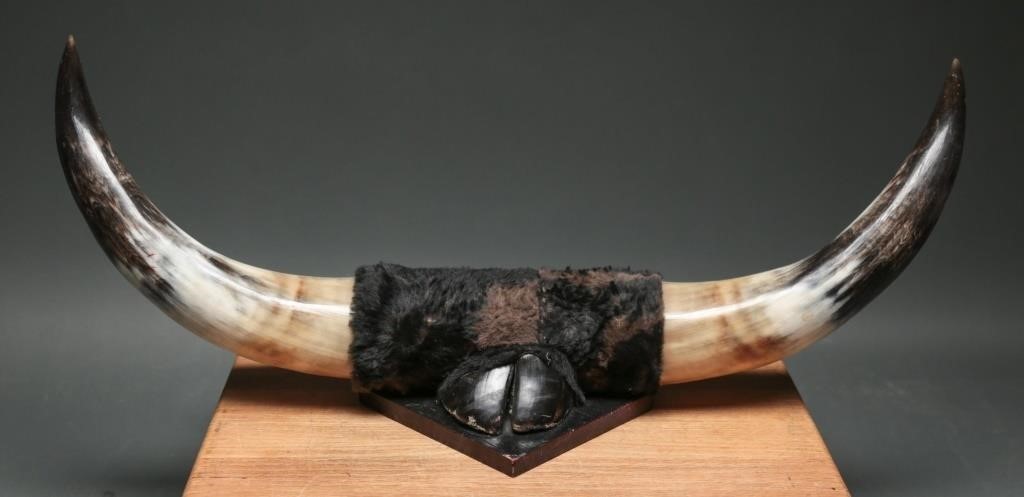 Polished Steer Horn Taxidermy Mount