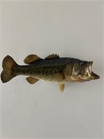 Large Mouth Bass Mount