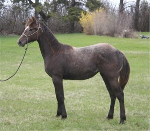BUTTERFLY FROST 2023 AQHA GRAY FILLY