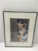 Framed White Wolf Picture