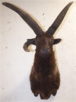Three-Horned Hebridean Sheep / Ram Taxidermy Mount
