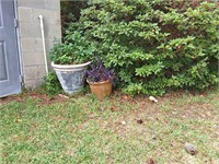 Potted Plant Lot