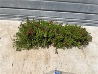 Flat of Ground Cover Plants