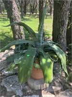Plant cactus like plant, only 1