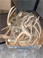 Antler sheds