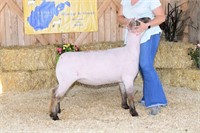 M & C Ranch X Bred Wether Dam Yearling Ewe