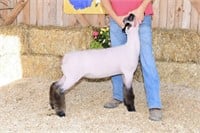 Dominion Livestock X Bred Spring Ewe Lamb