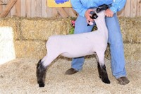 Mountain View Farm X Bred Spring Ewe Lamb