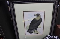 EAGLE PRINT FRAMED