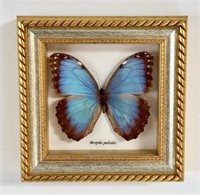 Small Vintage Butterfly in Shadow Box Frame