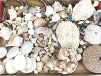 Large Collection of Shells, Fossils