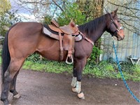 Scootin Quick-15yr-15.3HH- Geldging AQHA