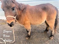 Snickers - Approx 8yr - 8.3hh - Pony Gelding