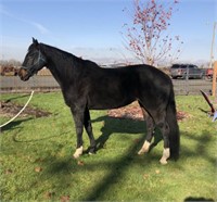 Abby-11yr-16HH-Mare