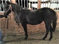 Apache Blue Diamond - Yearling -14.1hh - Filly