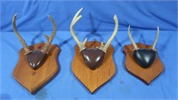 3 Whitetail Antler Mounts