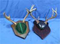 2 Whitetail Antler Mounts