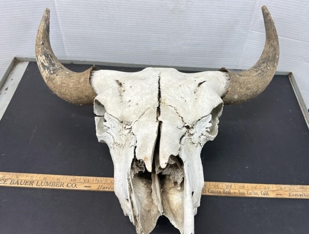 Buffalo Skull. 20" across The Horns.  NO SHIPPING