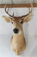 Seven point whitetail shoulder mount.