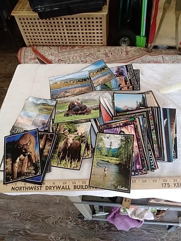 Large group of Montana / Wildlife postcards