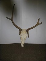 5 x 4 European elk mount.