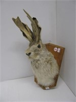 Jackalope mount on wall plaque.