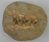 MOSOSAURUS FOSSIL JAW TEETH