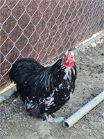 Bantam black mottled rooster