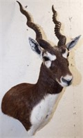 Blackbuck Taxidermy Shoulder Mount