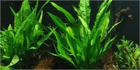 Java fern