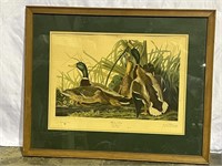 AUDUBON PLATE