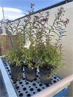 3Lot of 1 ea 1 Gal Spiraea- Anthony Waterer