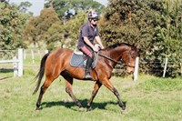 (VIC) EVE - THOROUGHBRED MARE