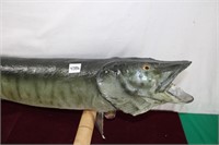 Vintage "Musky "Taxidermy