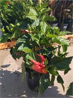 Red Hibiscus Plant