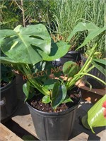 Monstera Deliciosa Tropical Plant