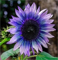 50+ Seeds Exotic Blue/Purple Sunflower