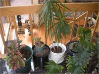 4 House Plants