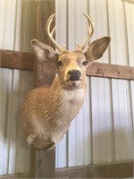 8 Point Buck Shoulder Mount