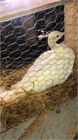 White Peahen - 1 Yr Old