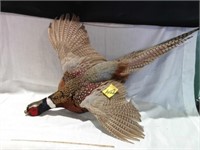 TAXIDERMY RING-NECKED PHEASANT MOUNT